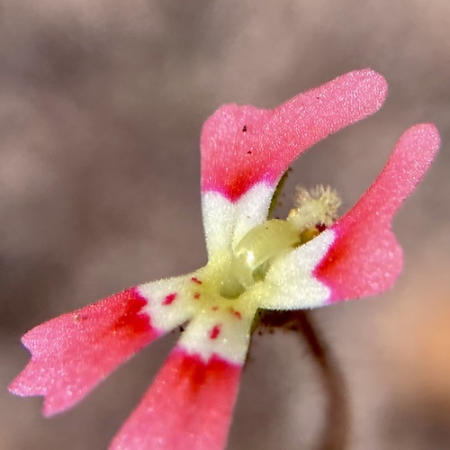 Stylidium calcaratum (Stylidium calcaratum)