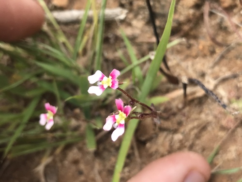 Stylidium calcaratum (Stylidium calcaratum)