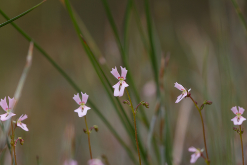 Stylidium calcaratum (Stylidium calcaratum)