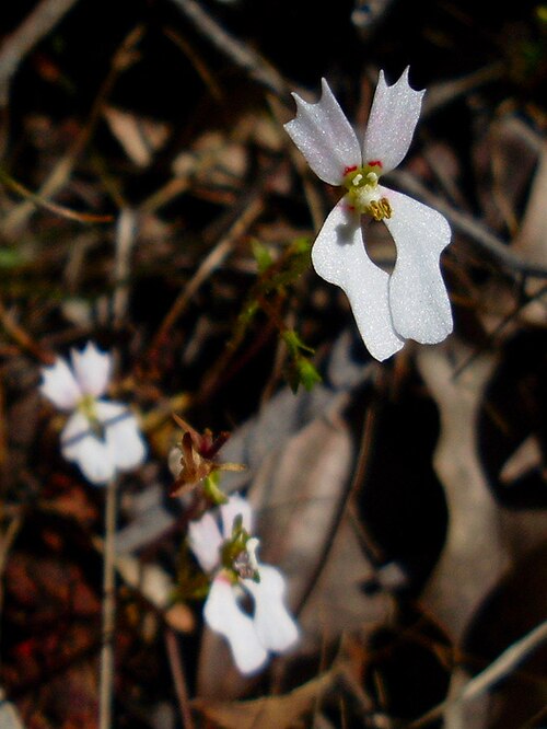 Stylidium calcaratum: Stylidium calcaratum Taken in Jarrah Forest near Waroona.