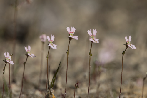 Stylidium calcaratum (Stylidium calcaratum)