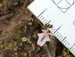 Stylidium calcaratum (Stylidium calcaratum)