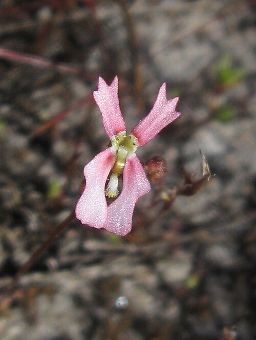 Stylidium calcaratum: Stylidium calcaratum