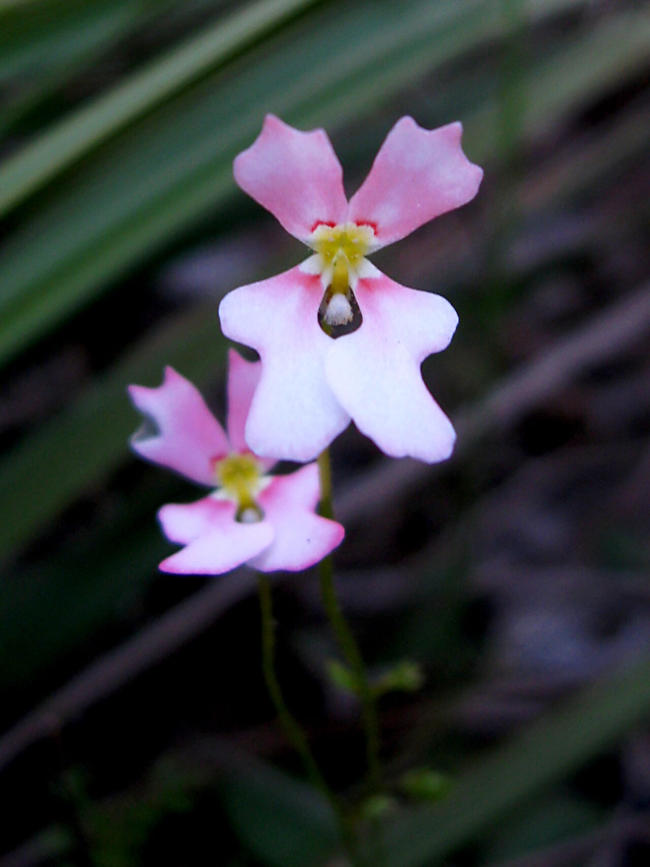Stylidium calcaratum: Stylidium calcaratum