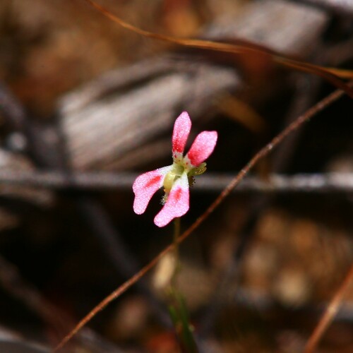Stylidium calcaratum (Stylidium calcaratum)