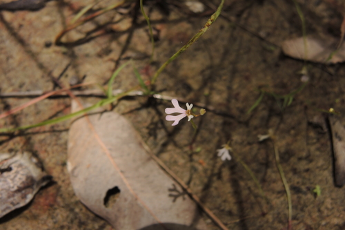Stylidium capillare (Stylidium capillare)
