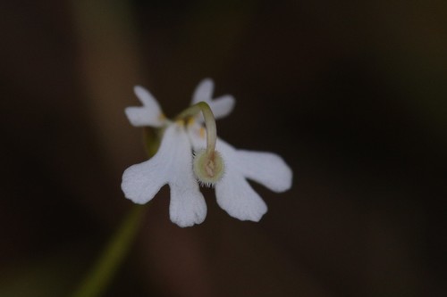 Stylidium capillare (Stylidium capillare)