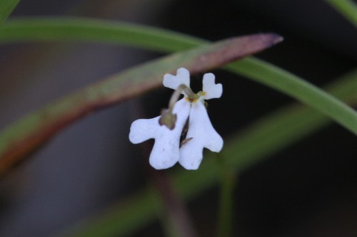 Stylidium capillare (Stylidium capillare)