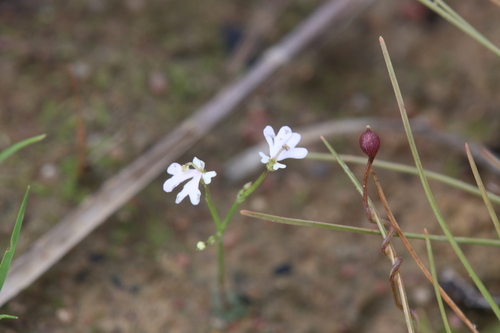 Stylidium capillare (Stylidium capillare)