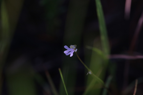 Stylidium capillare (Stylidium capillare)