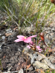 Stylidium carlquistii (Stylidium carlquistii)