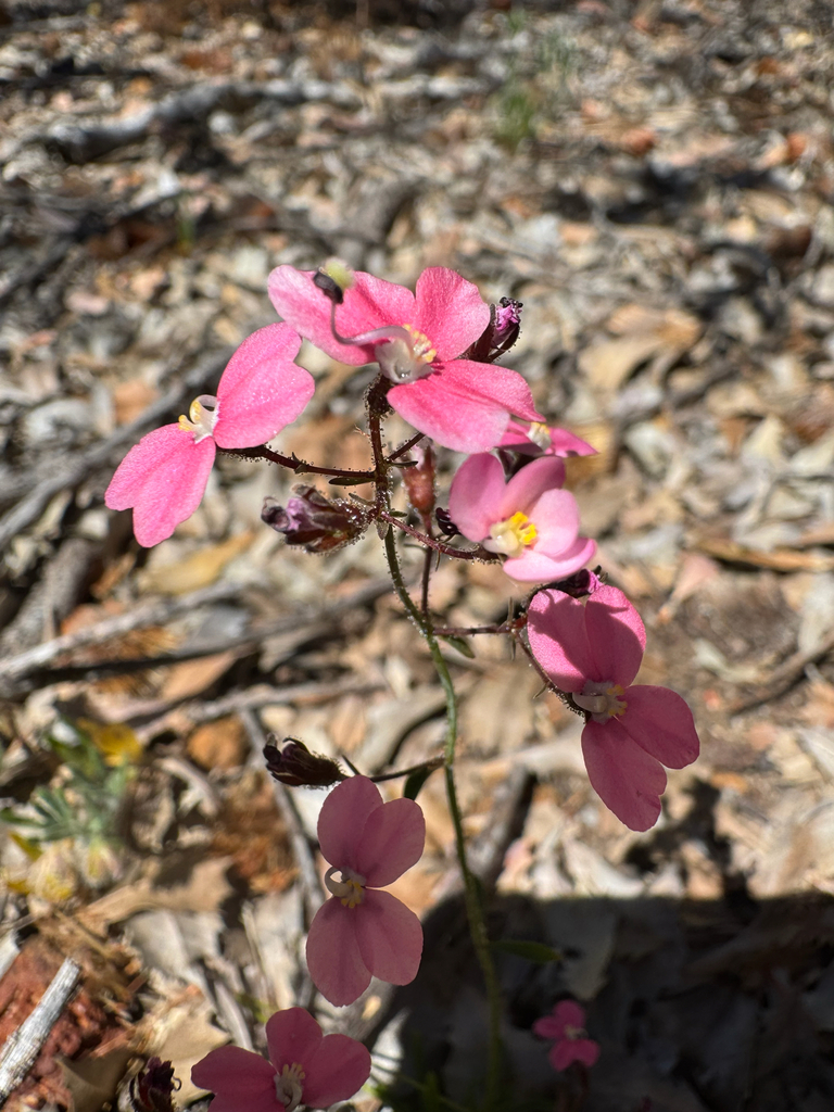 Stylidium carlquistii (Stylidium carlquistii)