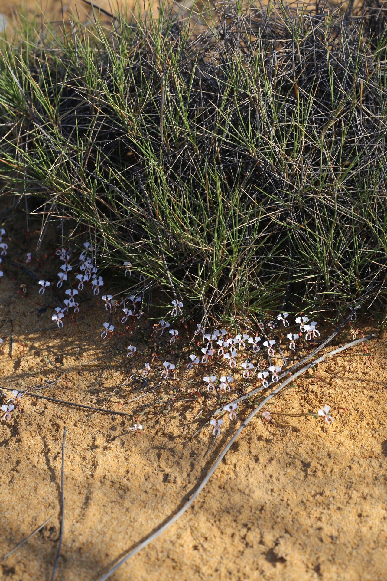 Dancing triggerplant: Dancing Triggerplant ( Stylidium choreanthum ) in Australia