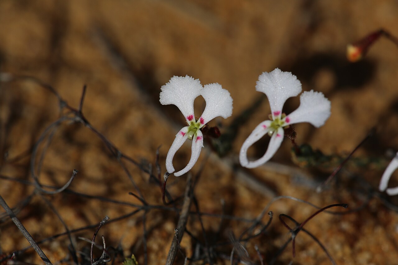 Dancing triggerplant: Dancing Triggerplant (Stylidium choreanthum). Species of plant.