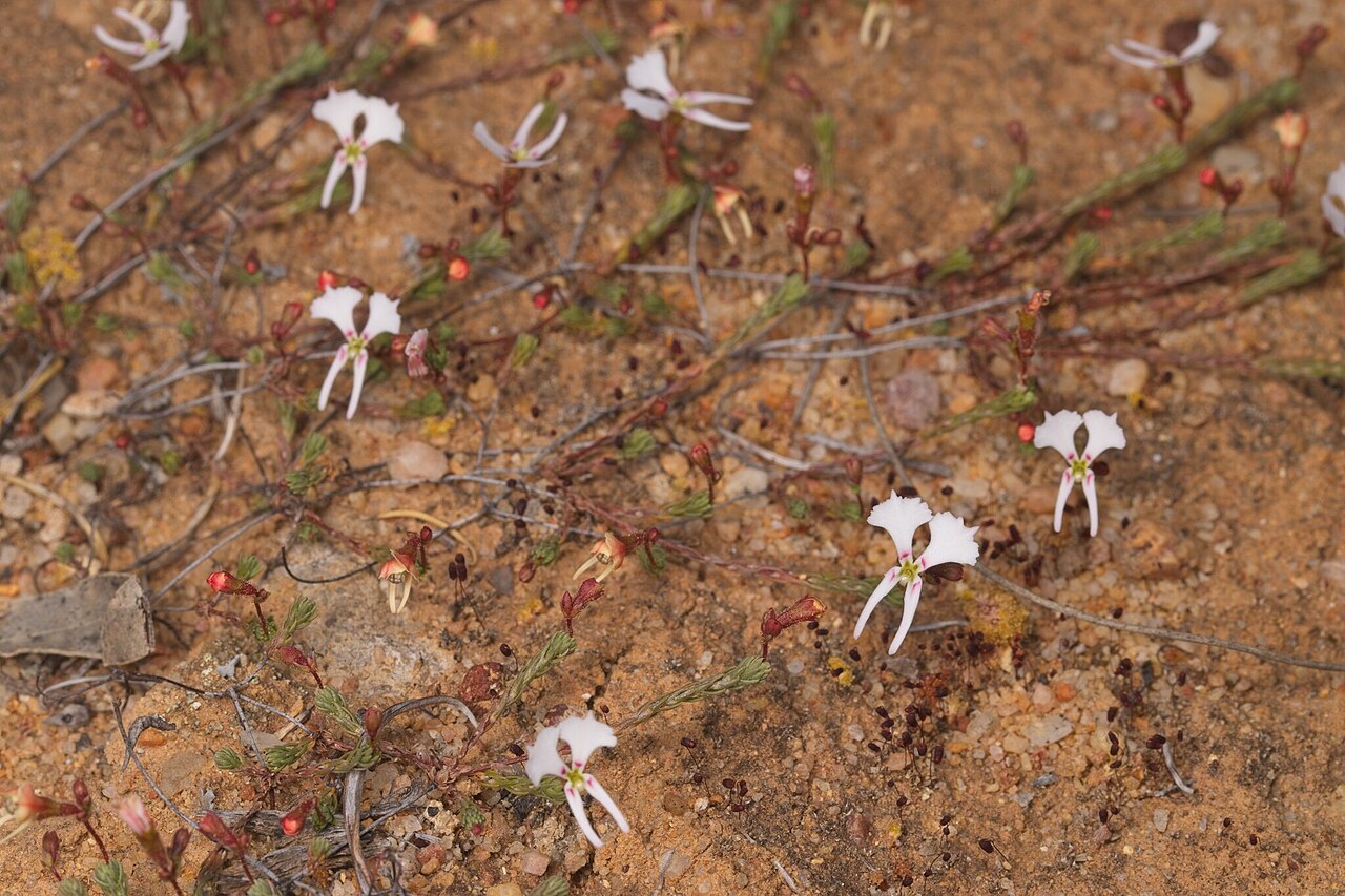 Dancing triggerplant: Dancing Triggerplant ( Stylidium choreanthum ) in Australia