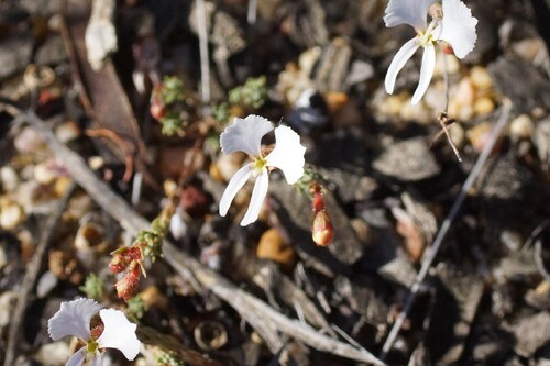 Dancing triggerplant (Stylidium choreanthum)