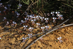 Dancing triggerplant (Stylidium choreanthum)