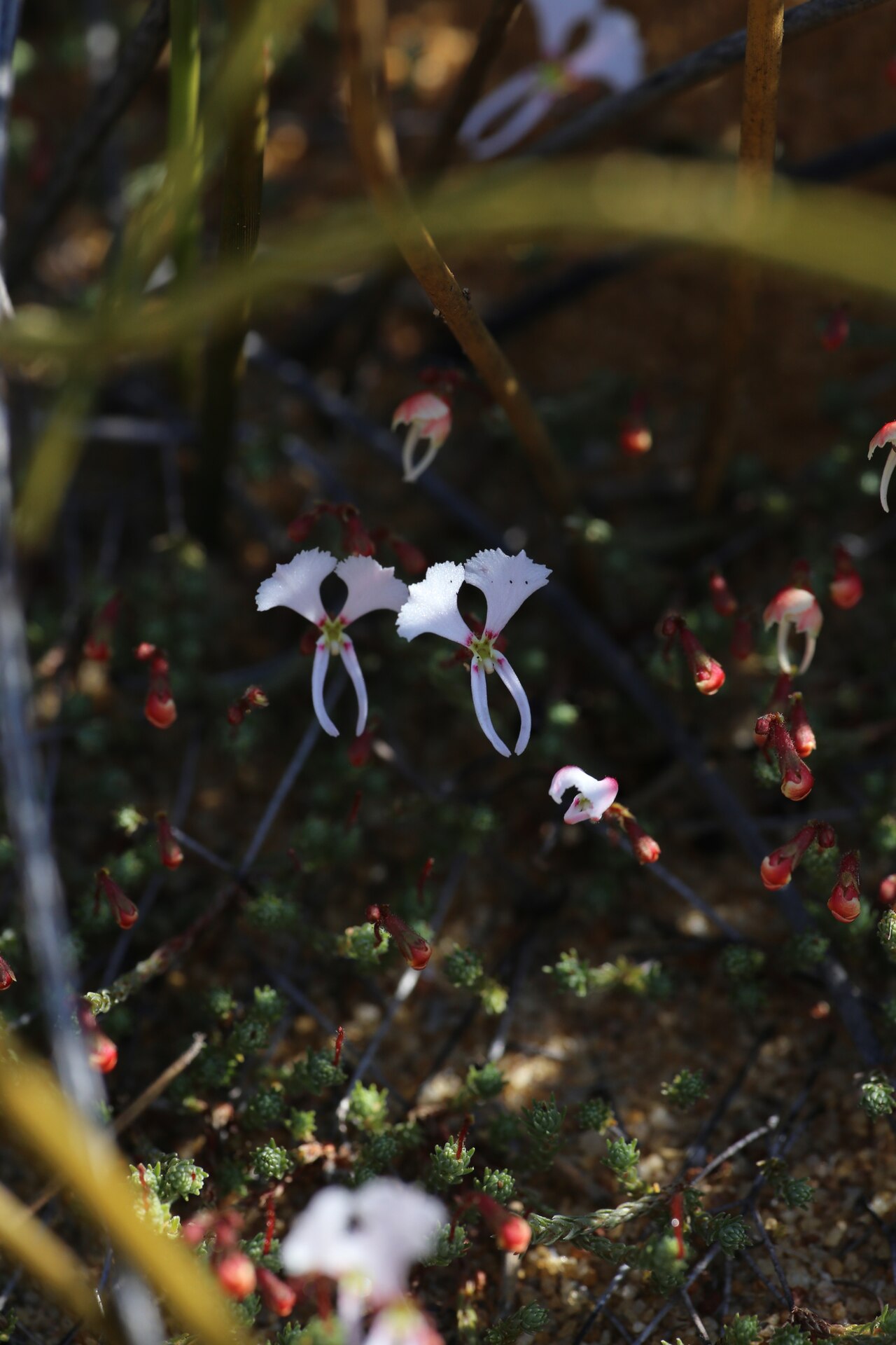 Dancing triggerplant: Dancing Triggerplant ( Stylidium choreanthum ) in Australia