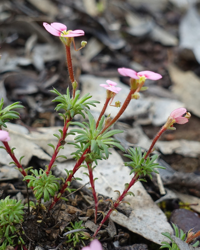 Stylidium cilium (Stylidium cilium)