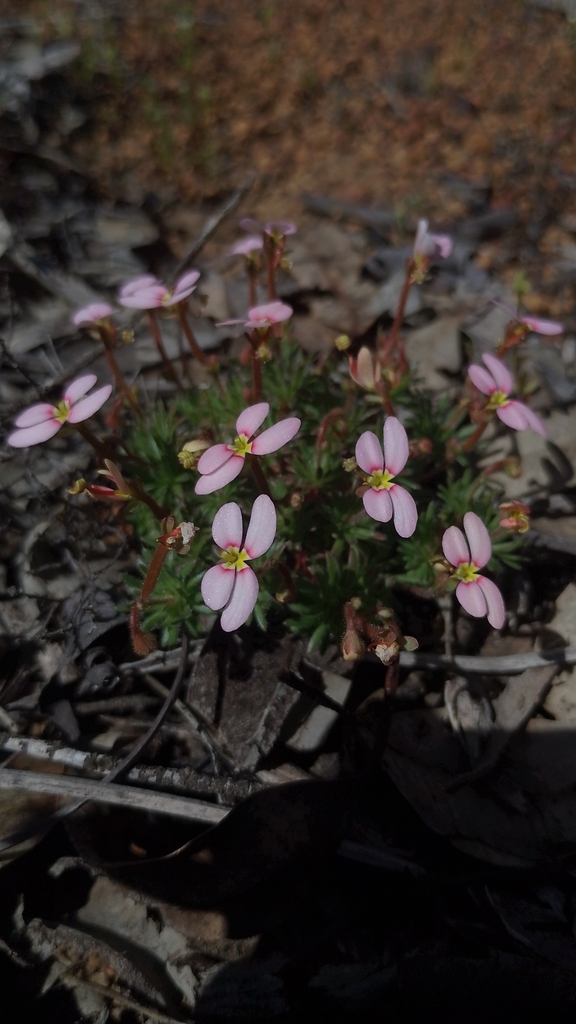 Stylidium cilium (Stylidium cilium)