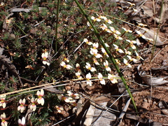 Stylidium cilium (Stylidium cilium)