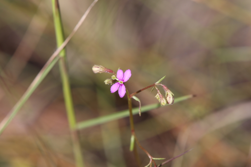 Stylidium clarksonii (Stylidium clarksonii)