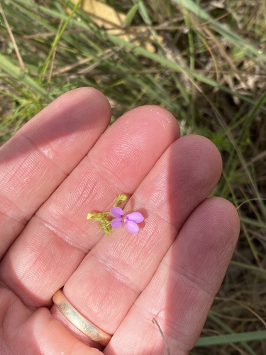 Stylidium clarksonii (Stylidium clarksonii)