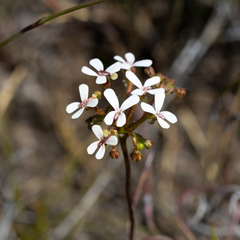 Stylidium corymbosum (Stylidium corymbosum)