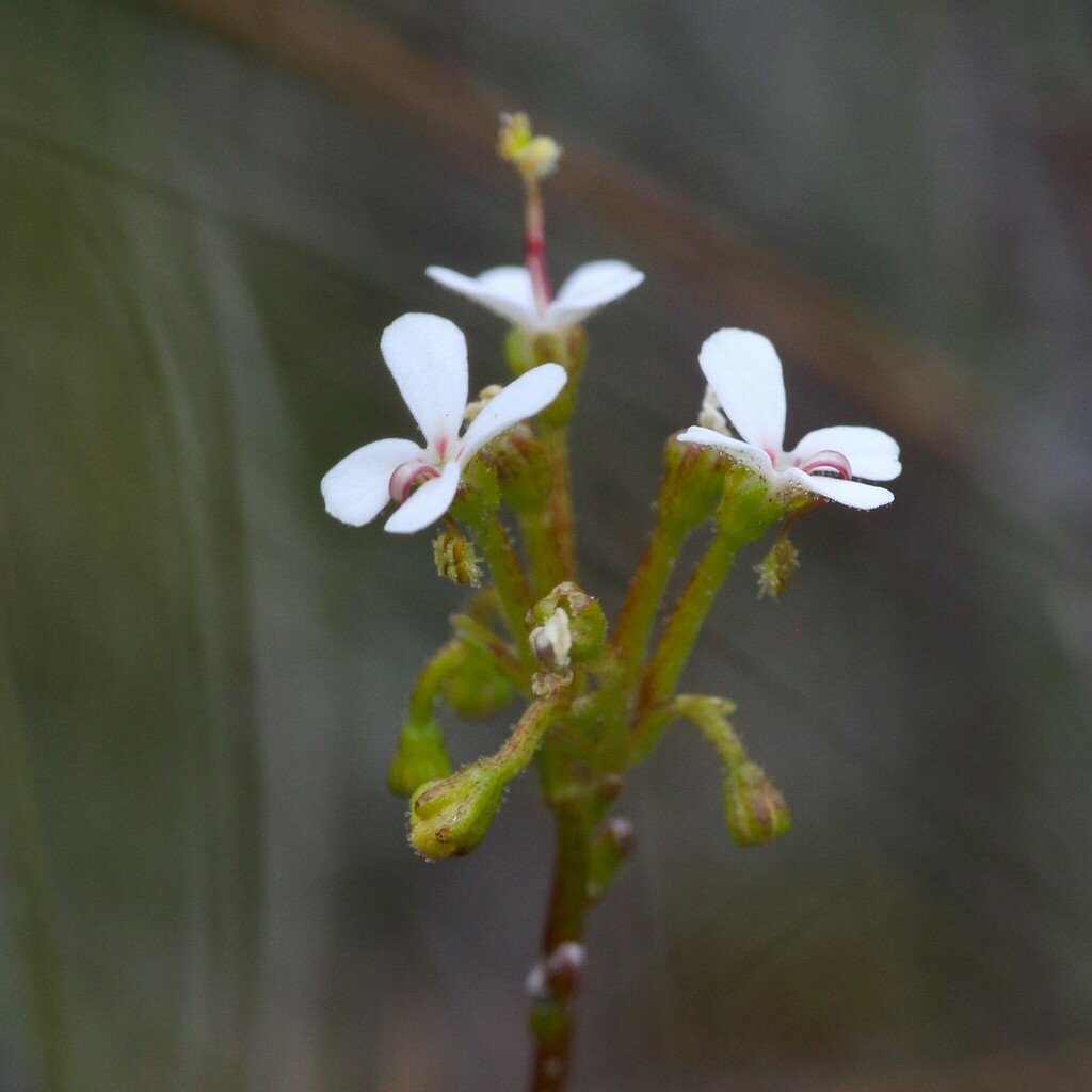 Stylidium corymbosum (Stylidium corymbosum)