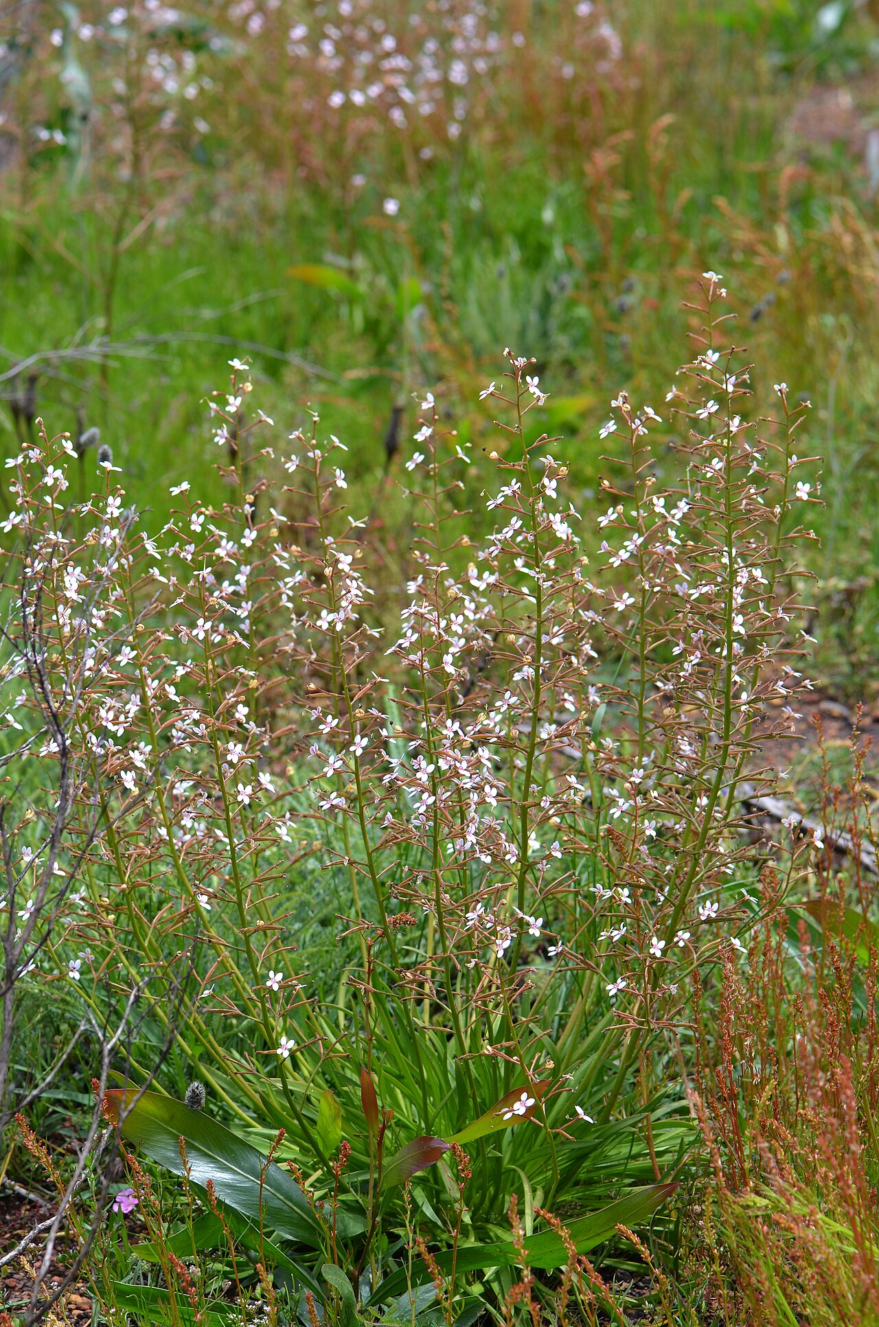 Stylidium crassifolium: Many native bees were attracted to the flowers while we were there. Some too small to trigger the flower. This plant can grow up to 90cm and have leaves 30cm an