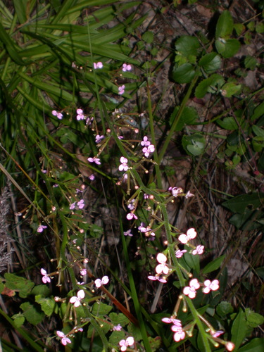Stylidium crassifolium (Stylidium crassifolium)