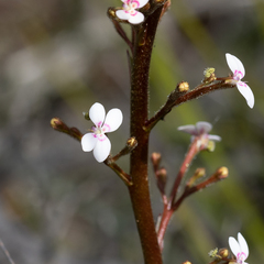 Stylidium crassifolium (Stylidium crassifolium)