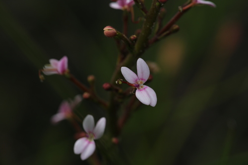 Stylidium crassifolium (Stylidium crassifolium)
