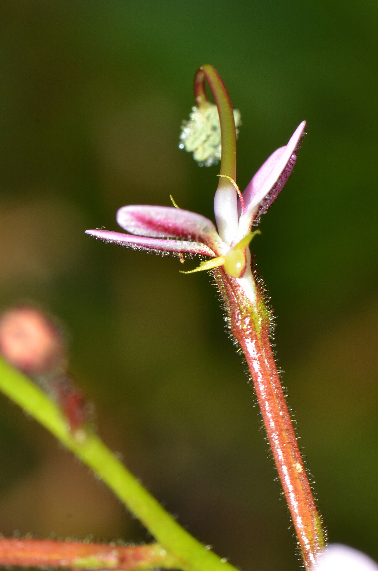 Stylidium crassifolium: Many native bees were attracted to the flowers while we were there. Some too small to trigger the flower. This plant can grow up to 90cm and have leaves 30cm an