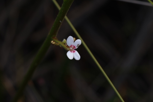 Stylidium crassifolium (Stylidium crassifolium)