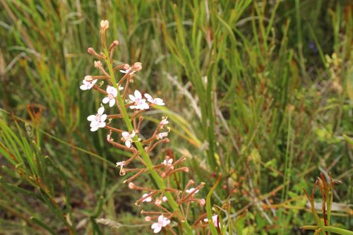 Stylidium crassifolium (Stylidium crassifolium)
