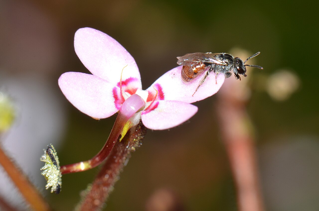Stylidium crassifolium: Many native bees were attracted to the flowers while we were there. Some too small to trigger the flower. This plant can grow up to 90cm and have leaves 30cm an