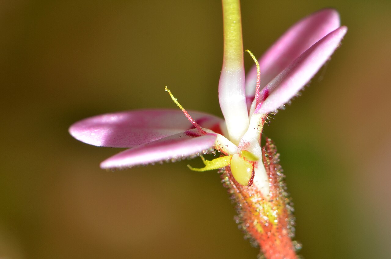 Stylidium crassifolium: Many native bees were attracted to the flowers while we were there. Some too small to trigger the flower. This plant can grow up to 90cm and have leaves 30cm an