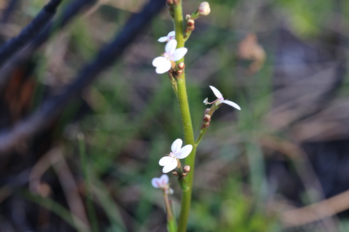 Stylidium crassifolium (Stylidium crassifolium)