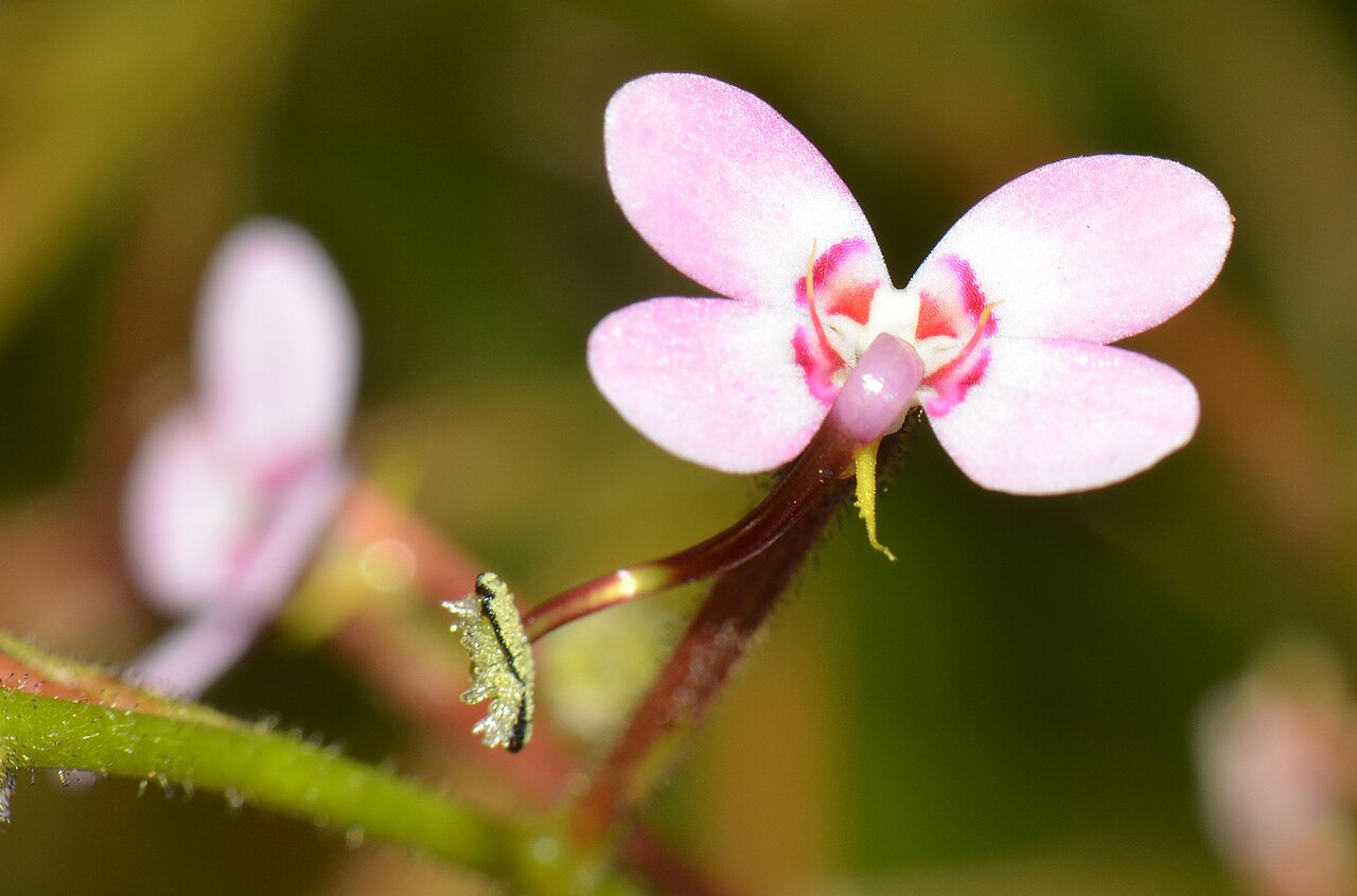 Stylidium crassifolium: Many native bees were attracted to the flowers while we were there. Some too small to trigger the flower. This plant can grow up to 90cm and have leaves 30cm an