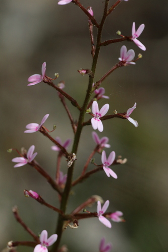 Stylidium crassifolium (Stylidium crassifolium)