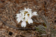 Stylidium crossocephalum (Stylidium crossocephalum)