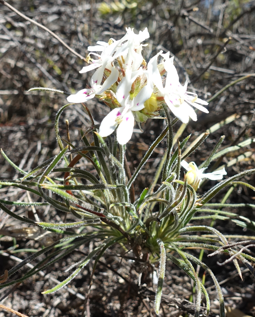 Stylidium crossocephalum (Stylidium crossocephalum)