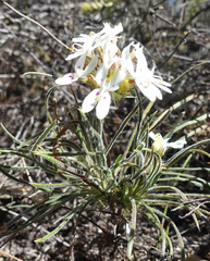 Stylidium crossocephalum (Stylidium crossocephalum)
