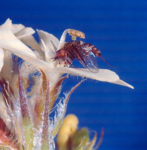 Stylidium crossocephalum: A Comptosia fly has triggered the column of a posy triggerplant ( Stylidium crossocephalum ) flower. The stigma is prominent on this column, which is trying to