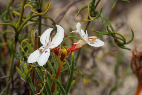 Stylidium crossocephalum (Stylidium crossocephalum)