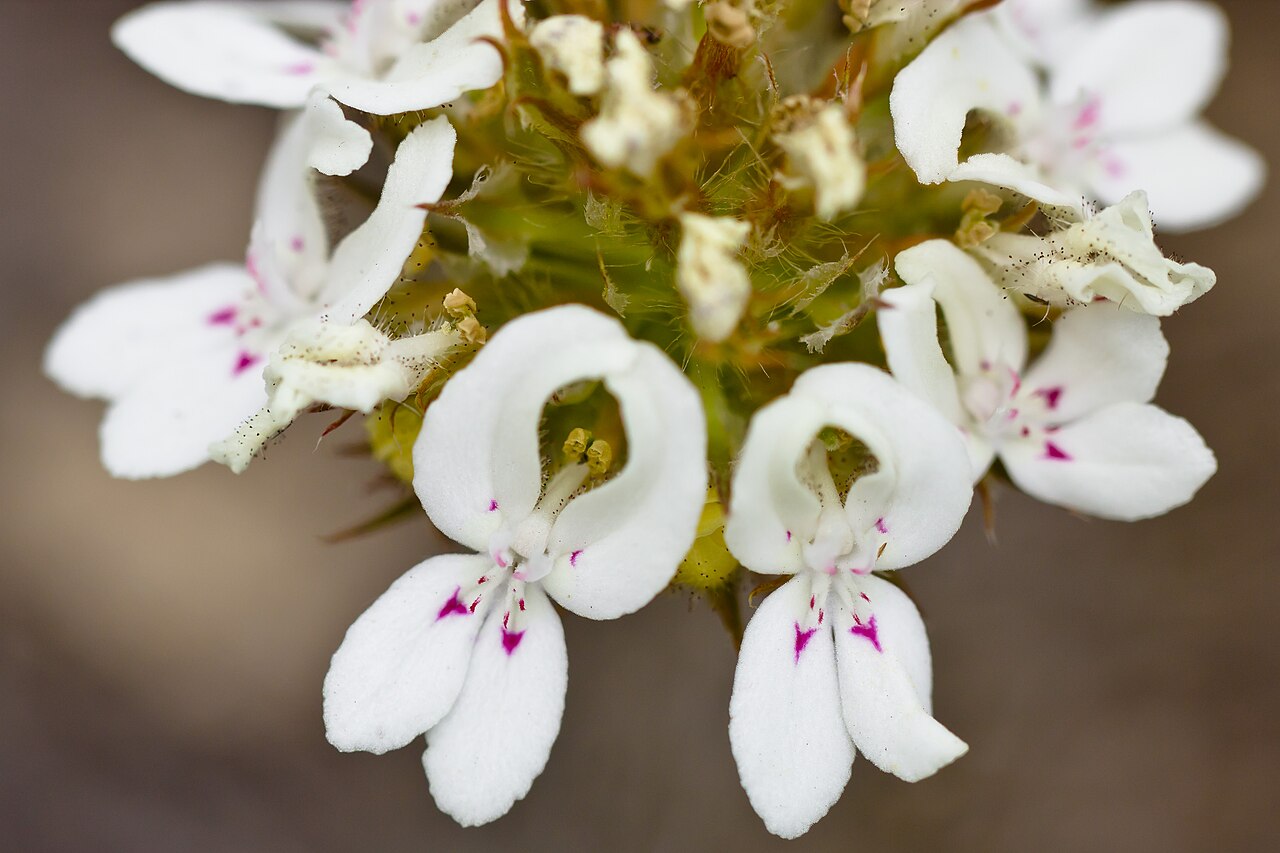 Stylidium crossocephalum: Stylidium crossocephalum white flowers