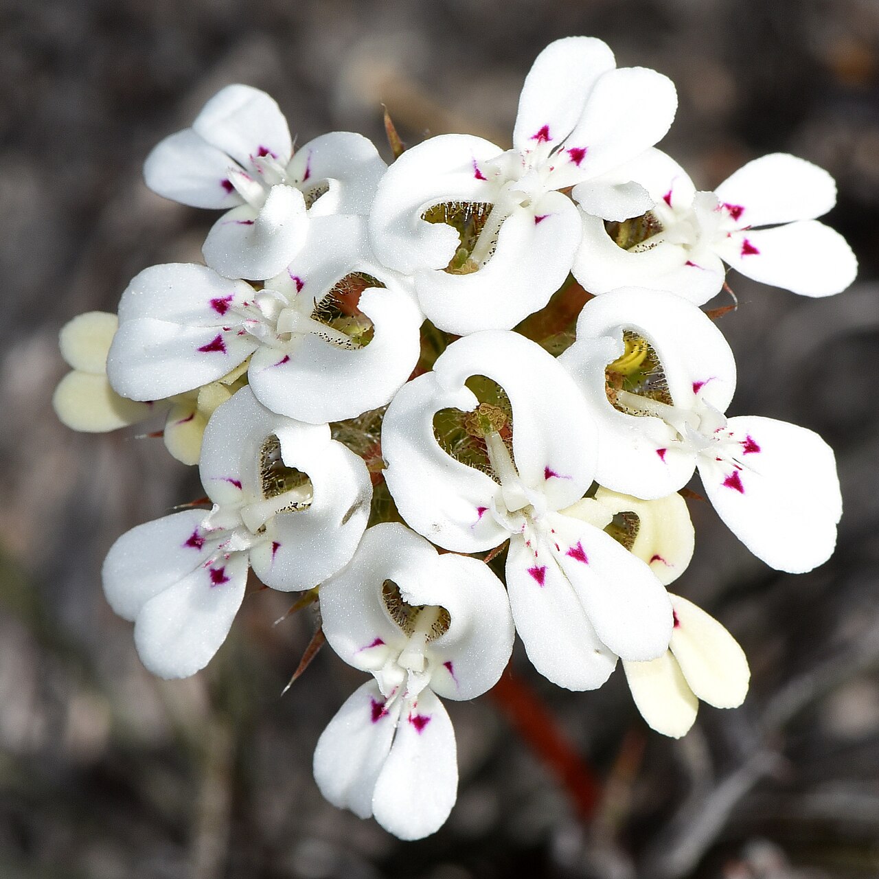 Stylidium crossocephalum: Common Name: Posy Triggerplant This is a common triggerplant that appears in many sandy soils at this time of the year. How do you like the love hearts! Photo: