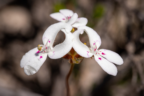 Stylidium crossocephalum (Stylidium crossocephalum)