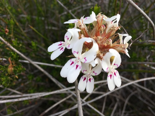 Stylidium crossocephalum (Stylidium crossocephalum)